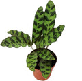 Calathea Rattlesnake -2.5'' from California Tropicals