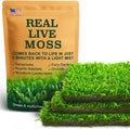 Real Live Hypnum Moss (8"x8") – Natural Sheet Moss for Terrariums, Bonsai, Reptile Habitats & Fairy Gardens – Reusable, Easy to Shape & Revives Quickly with Mist