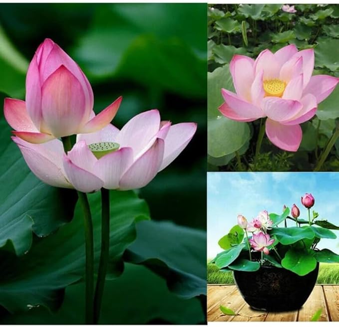 10 Mixed Bowl Lotus Flower Seeds for Planting, Water Lily Flower Plants, Bonsai Lotus Seeds, High Germination, Red, Bule, Pink, White and Purple Colors, Non-GMO Aquatic Plant Seeds