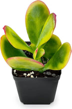 Sprout N Green Jade Succulent Collection, 4 Live Succulent Plant Fully Rooted in 2inch Starter Pot, Home Office Indoor Outdoor Wedding Decoration DIY Projects Party Favor
