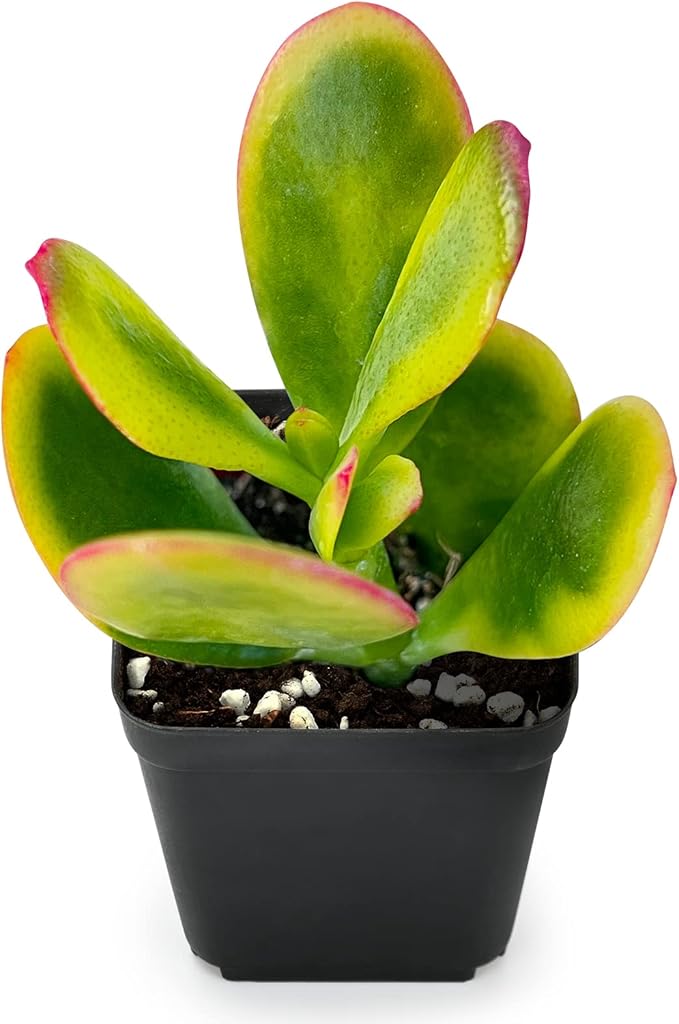 Sprout N Green Jade Succulent Collection, 4 Live Succulent Plant Fully Rooted in 2inch Starter Pot, Home Office Indoor Outdoor Wedding Decoration DIY Projects Party Favor