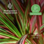 American Plant Exchange Dracaena 'Colorama' – 6-Inch Pot – Live Colorful Houseplant with Pink and Green Striped Foliage, Easy Care Indoor Plant for Desks, Shelves & Home or Office Décor