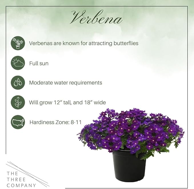 Live Flowering Verbena - Popping Purple (3 Plants Per Pack) - Healthy Flowering Plant - Beautiful Spring Color - 10" Tall by 5" Wide in 1Qt Pot
