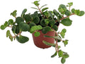 Emerald Green Sedum - Sedum spurium Makinoi - 2.5" Pot -Fairy Garden/House Plant