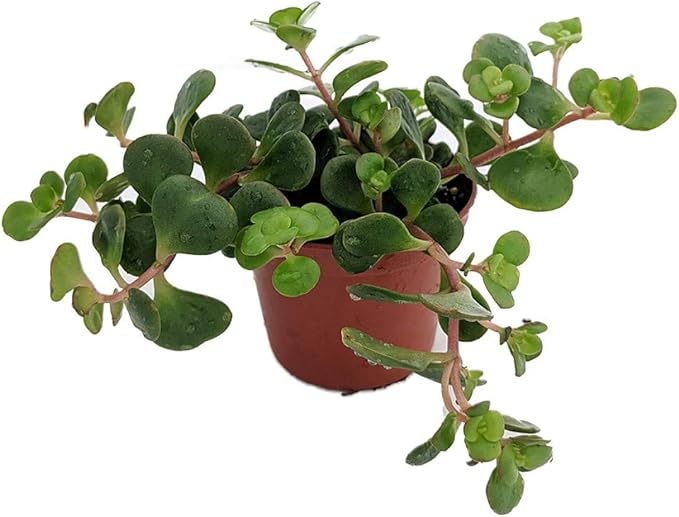 Emerald Green Sedum - Sedum spurium Makinoi - 2.5" Pot -Fairy Garden/House Plant