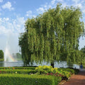 Brighter Blooms - Weeping Willow Tree, 6-7 ft. - No Shipping to AZ