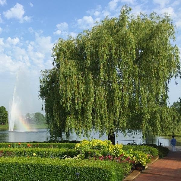 Brighter Blooms - Weeping Willow Tree, 5-6 ft. - No Shipping to AK, AZ, HI