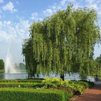 Brighter Blooms - Weeping Willow Tree, 5-6 ft. - No Shipping to AK, AZ, HI