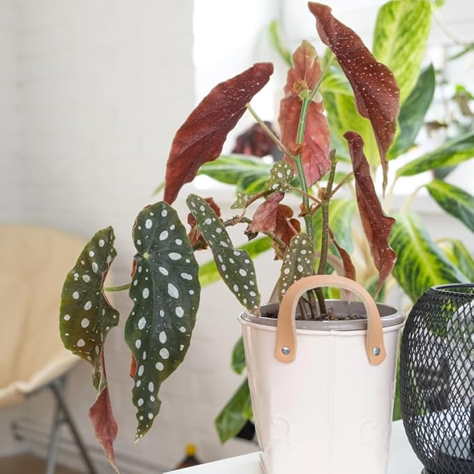 Begonia Live Plant, Begonias Live Plant, Rare Begonias Plants, 5-7 Inches in Height for Indoor Houseplant (Polka Dot Angel Wing Begonia)
