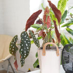 Begonia Live Plant, Begonias Live Plant, Rare Begonias Plants, 5-7 Inches in Height for Indoor Houseplant (Polka Dot Angel Wing Begonia)