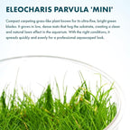 SubstrateSource Live Plants - Eleocharis Parvula 'Mini' (Eleocharis parvula) - Medium to High Light, Bright Green Accent Aquatic Plant, Foreground Placement for Aquascaping - Tissue Culture, 1 Pack