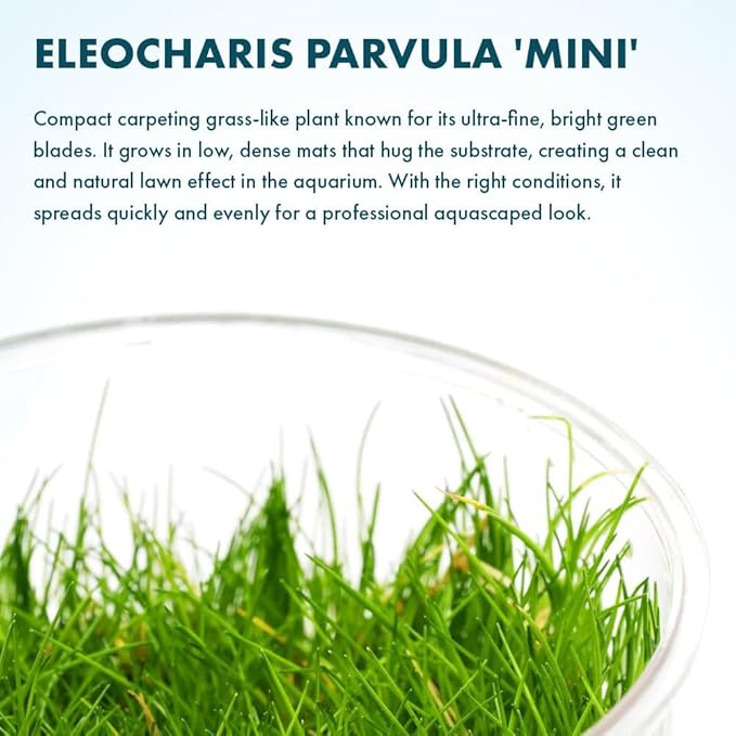 SubstrateSource Live Plants - Eleocharis Parvula 'Mini' (Eleocharis parvula) - Medium to High Light, Bright Green Accent Aquatic Plant, Foreground Placement for Aquascaping - Tissue Culture, 1 Pack