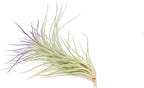 Purple Colorful Tillandsia Air Plants - Long Lasting Color Enhanced Live Tillandsia Succulent House Plants - Home and Garden Decor - Easy Care Indoor and Outdoor (Funckiana, Pack of 3)