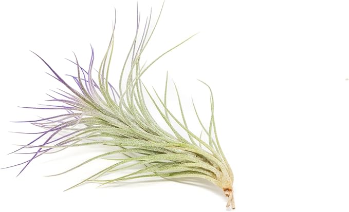 Lavender Colorful Tillandsia Air Plants - Long Lasting Color Enhanced Live Tillandsia Succulent House Plants - Home and Garden Decor - Easy Care Indoor/Outdoor Air Plant