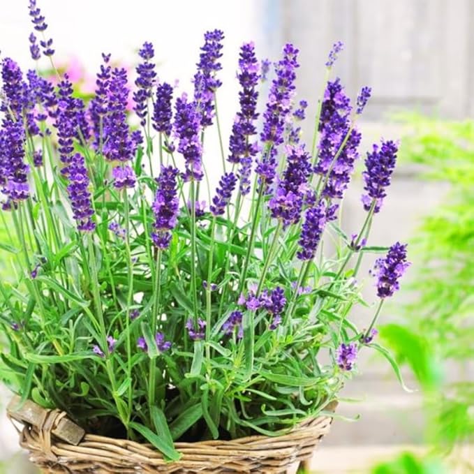 4 Lavender Plants Live Starter Plants 4-6" in Tall, Hardy Perennial Lavender for Garden and Landscape with Fragrant Purple Blooms, No Pot (Purple Pink)