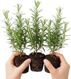 Rosemary Plants Live, Herb Plant, 4 Inc to 7 Inc Tall, Set 3 Plants