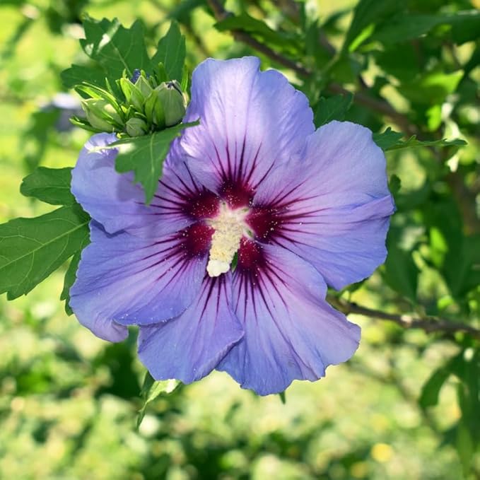 5 Rose of Sharon Tree Plant | Cold Hardy 6–12 Inch Mixed Color: Red, Blue, Pink, Purple, White | Hardy Flowering Shrubs for Borders, Hedges & Summer Gardens