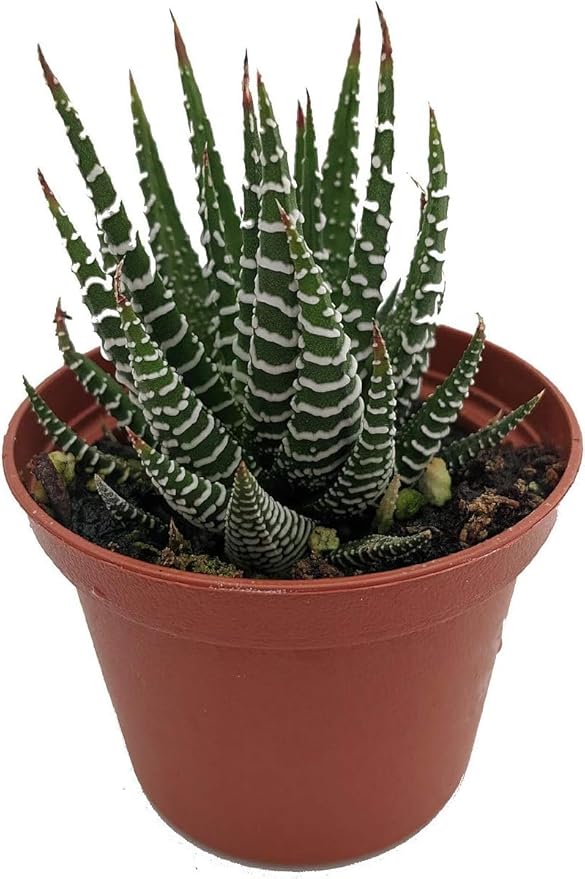 Zebra Plant - Haworthia fasciata - Easy to Grow/Hard to Kill Succulent- Live Succulents Plants in a 2" Pot by Fat Plants