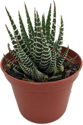 Zebra Plant - Haworthia fasciata - Easy to Grow/Hard to Kill Succulent- Live Succulents Plants in a 2" Pot by Fat Plants