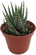 Zebra Plant - Haworthia fasciata - Easy to Grow/Hard to Kill Succulent- Live Succulents Plants in a 2" Pot by Fat Plants