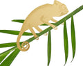 Rainteam Plant Animal Decor Brass Plant Charms for Live Plants Cute Animal Plant Hanger Ornaments for Pots Garden Plant Decorations Plant Accessories Gift for Plant Lovers(2 Chameleon)