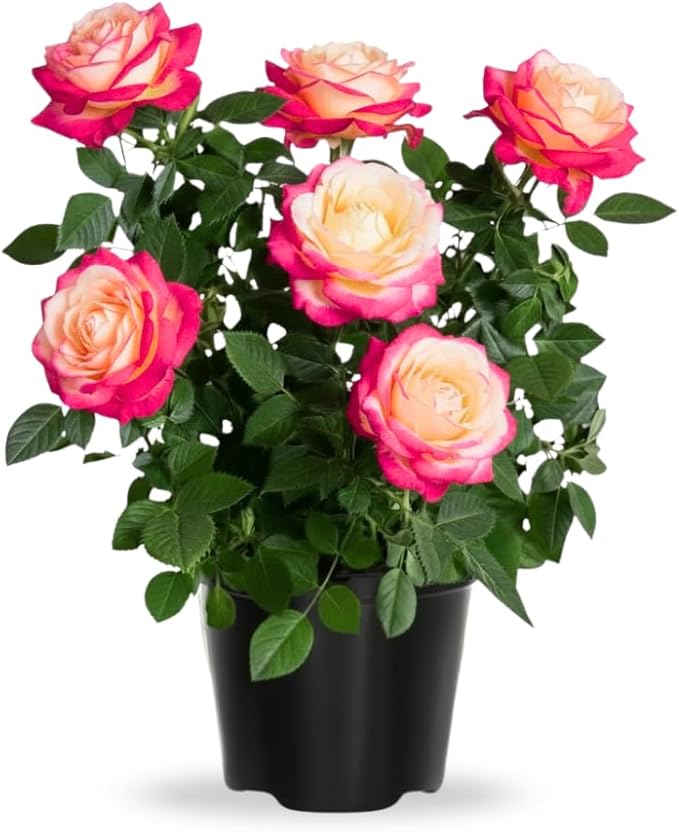 Rose Live Plant, Roses Flower Plant, Fragrant Flower for Planting, 4-6 Inches Tall, Bush Shrub Plants, Well Rooted, Ready to Grow (Pink White Rose)