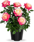 Rose Live Plant, Roses Flower Plant, Fragrant Flower for Planting, 4-6 Inches Tall, Bush Shrub Plants, Well Rooted, Ready to Grow (Pink White Rose)