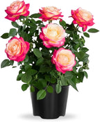 Rose Live Plant, Roses Flower Plant, Fragrant Flower for Planting, 4-6 Inches Tall, Bush Shrub Plants, Well Rooted, Ready to Grow (Pink White Rose)