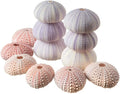 Nautical Crush Trading Sea Urchins Shells for Air Plants - 6 Pink & 6 Purple Sea Urchin Shells - Hanging Air Plant Holder - Air Plants Live Holders - Air Plant Pot - No Plants Included