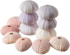 Nautical Crush Trading Sea Urchins Shells for Air Plants - 6 Pink & 6 Purple Sea Urchin Shells - Hanging Air Plant Holder - Air Plants Live Holders - Air Plant Pot - No Plants Included
