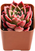 Live Succulent Echeveria Agavoides 'Calistos', 2 Inch Fully Rooted Potted Plant, Easy Care & Drought Tolerant, Indoor Houseplant for Home Decor