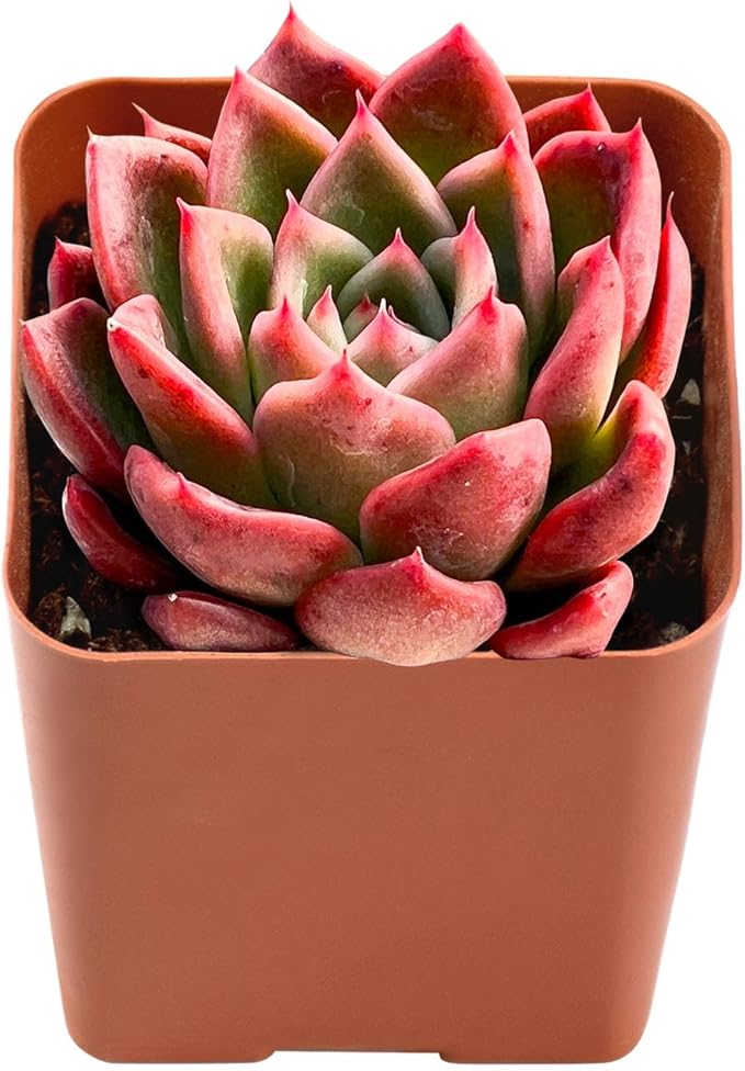 Live Succulent Echeveria Agavoides 'Calistos', 2 Inch Fully Rooted Potted Plant, Easy Care & Drought Tolerant, Indoor Houseplant for Home Decor