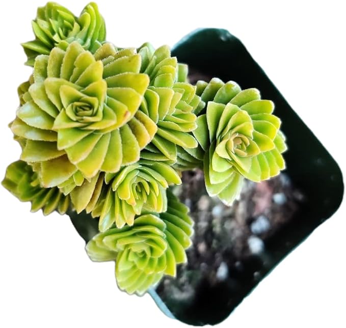 Live Succulent Cactus Plants (2" Pot Crassula Estagnol Spiralis)