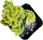 Live Succulent Cactus Plants (2" Pot Crassula Estagnol Spiralis)