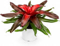 Bromeliad Medusa Red Live Plant, Bromeliads Live Plant, Colorful Indoor Plants, Perfect Mothers Day Plants Gift, Bromeliad Plants Live Houseplants