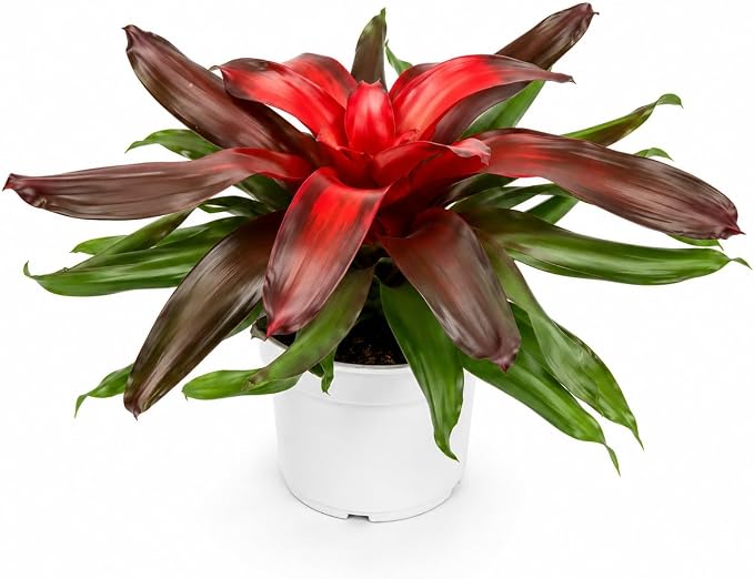 Bromeliad Medusa Red Live Plant, Bromeliads Live Plant, Colorful Indoor Plants, Perfect Mothers Day Plants Gift, Bromeliad Plants Live Houseplants