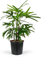 Lady Palm, Rhapis Excelsa - Live Plant, Air Purifying Indoor Houseplant, Low Maintenance Tropical Plant for Home, Office, and Garden Decor (5gal Pot; 3-4ft)