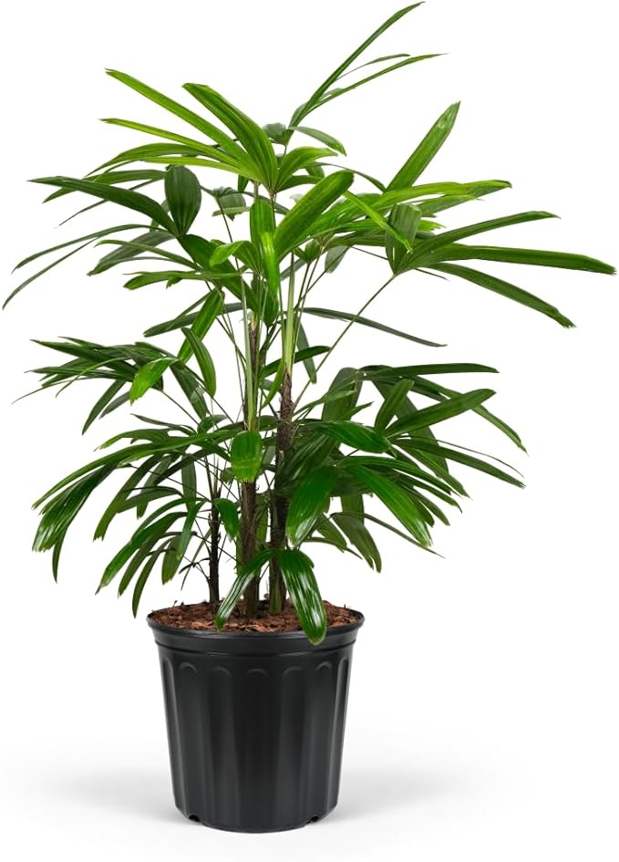 Lady Palm, Rhapis Excelsa - Live Plant, Air Purifying Indoor Houseplant, Low Maintenance Tropical Plant for Home, Office, and Garden Decor (6in Pot; 17-20in)