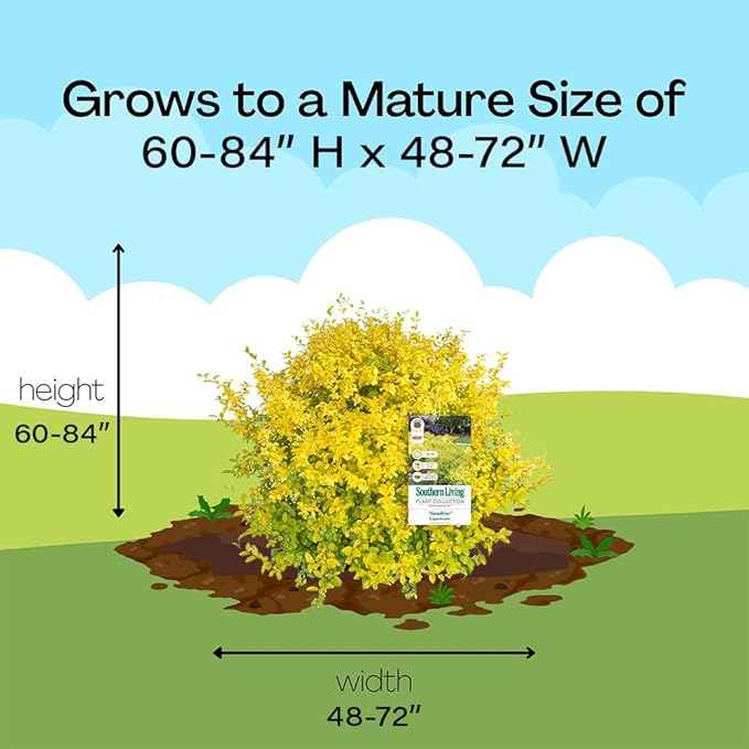 5 Gallon Southern Living Plant Collection Sunshine Ligustrum Privet Shrub