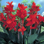 Canna 'Compact Australia', a Great Live Pond Plant for Your Water Garden. Filters The koi and Goldfish Pond. Good for Bogs, Plant Shelf or Shallow Water This marginal Aquatic is a Real Beauty