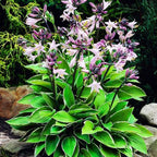 310+ USA Premium Rare Hosta Flower Seed for Planting Outdoors Garden Home Beauties
