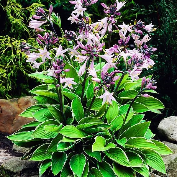 310+ USA Premium Rare Hosta Flower Seed for Planting Outdoors Garden Home Beauties