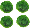 Plantas Naturales, 4-Pack Live Marimo Moss Balls, 2.7-2.9cm After Soaking - Natural Aquarium Plants for Fish Tank Decor & Ecological Bottles, Marimo Planta Viva