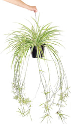 Spider Plant (6 inch) - Air-Purifying Houseplants - 4/6 inch Unique Live Decorative Houseplants - Low-Maintenance Indoor Plants, House Warming Gift, Natural Air Purifier