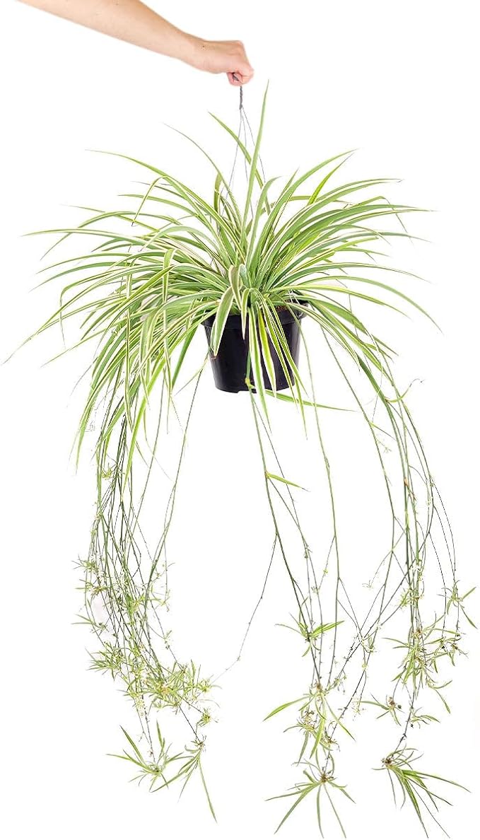Spider Plant (4 inch) - Air-Purifying Houseplants - 4/6 inch Unique Live Decorative Houseplants - Low-Maintenance Indoor Plants, House Warming Gift, Natural Air Purifier