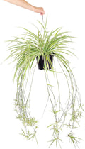 Spider Plant (4 inch) - Air-Purifying Houseplants - 4/6 inch Unique Live Decorative Houseplants - Low-Maintenance Indoor Plants, House Warming Gift, Natural Air Purifier