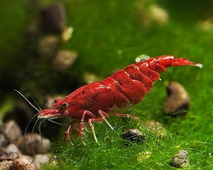 15+ Seam Oasis Fire Red Premium High-Grade Neocaridina Freshwater Aquarium Shrimp, Live Arrival Guarantee