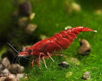 15+ Red–Blue-Orange Live Freshwater Shrimp High Grade Live Shrimps - Freshwater Shrimp Aquarium Inverts, Hardy Nano Tank Healthy Shrimps Pets - with Live Arrival Guarantee