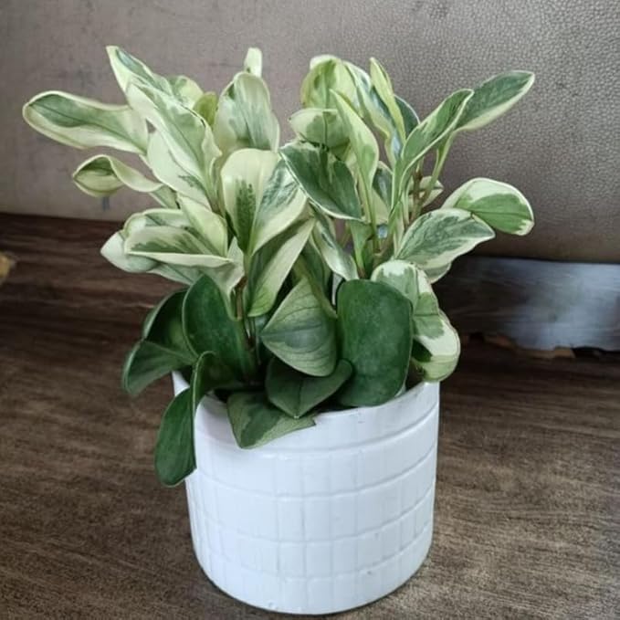 Peperomia Obtusifolia Variegated Live Plant, Baby Rubber Plant in 4'' Inch Pot, Easy-Care Peperomia Live Indoor Houseplant, Attractive Variegated Rubber Plant for Home & Office Décor