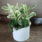 Peperomia Obtusifolia Variegated Live Plant, Baby Rubber Plant in 4'' Inch Pot, Easy-Care Peperomia Live Indoor Houseplant, Attractive Variegated Rubber Plant for Home & Office Décor